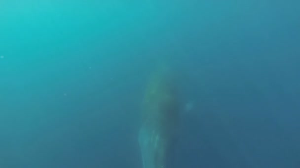 Minke whale swimming in bluewater — Stock Video