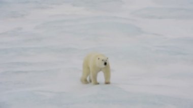 Kutup ayısı buz üzerinde yürüme.