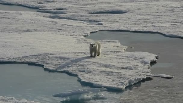 Polar bear, séta a jégen.