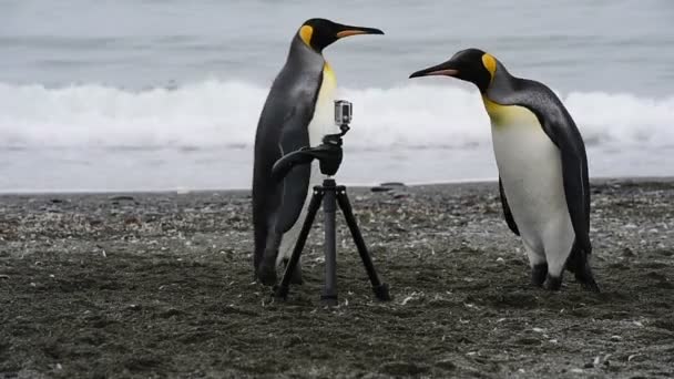 南ジョージアでキング ペンギン — ストック動画