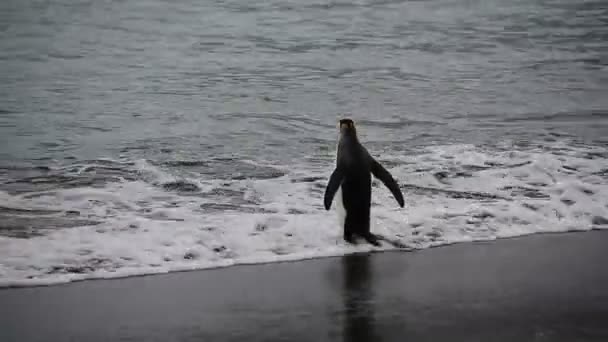 Pingüinos rey en Georgia del Sur — Vídeo de stock