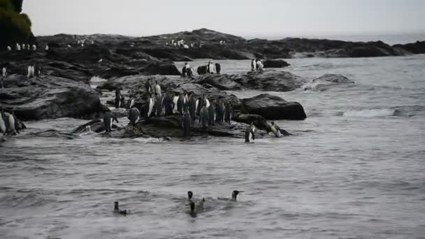 Король пингвинов на пляже — стоковое видео