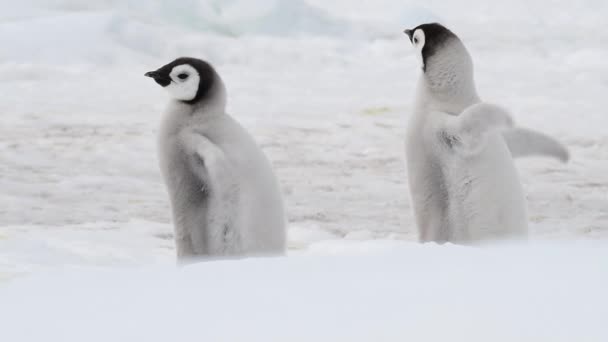 Цыплята императора Пингвина на льду — стоковое видео
