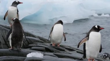 Gentoo penguenleri chiks