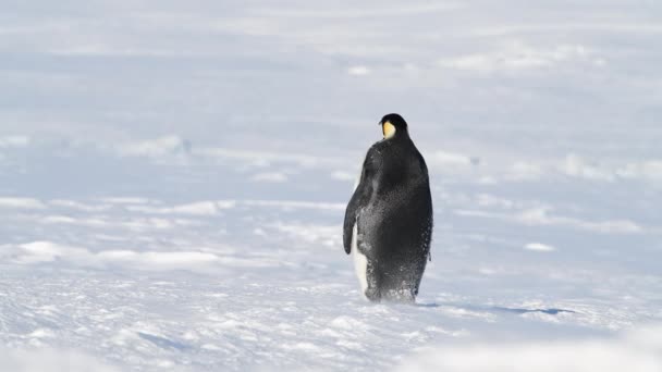 雪の上の皇帝ペンギン — ストック動画