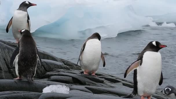 Chik Gentoo Penguins — Video Stock