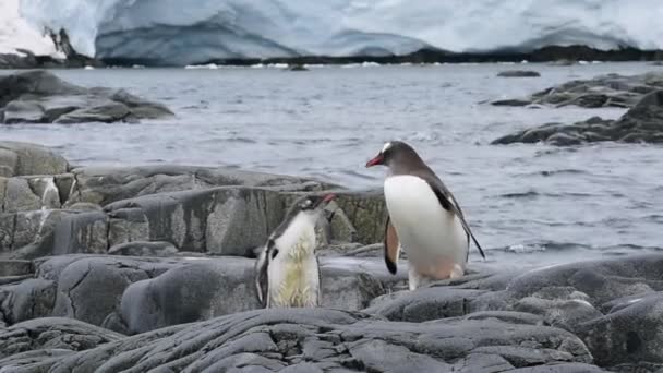 Pingüinos Gentoo chiks — Vídeo de stock