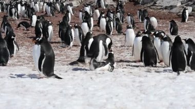 Gentoo penguenleri yuva üzerinde