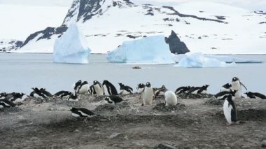 Gentoo penguenleri yuva üzerinde