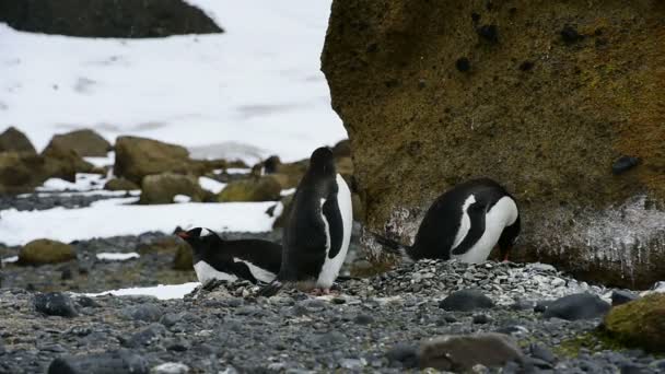 Gentoo пінгвіни на гніздо — стокове відео