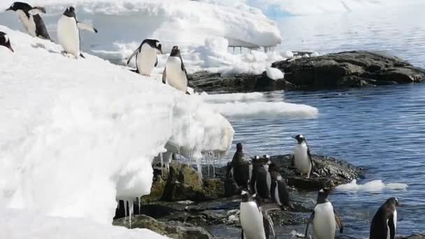Gentoo pingüinos trenzado en el hielo — Vídeos de Stock