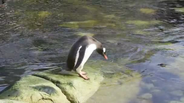 Penguin Gentoo melompat ke dalam air — Stok Video