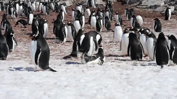 Gentoo Pinguine auf dem Nest — Stockvideo