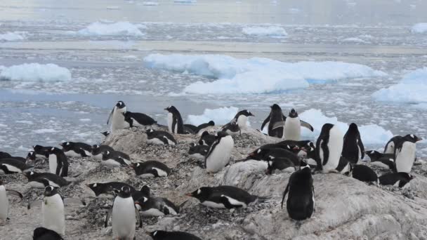 Gentoo penguenleri yuva üzerinde — Stok video