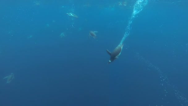 Pingüinos Gentoo bajo el agua — Vídeo de stock