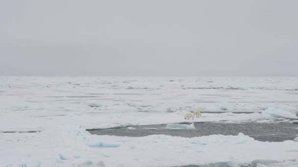 Jegesmedve sétál a sarkvidéken. — Stock videók