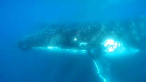 Ballenas jorobadas bajo el agua — Vídeos de Stock