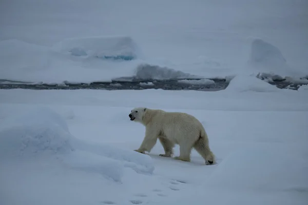 北極の氷の上を歩くホッキョクグマ. — ストック写真