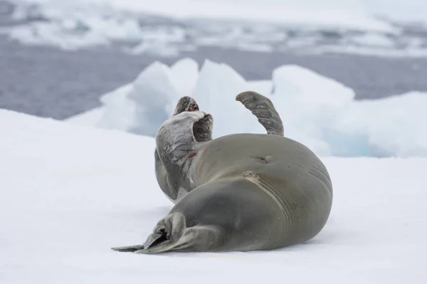 Selo de caranguejo descansando no fluxo de gelo, Antártica — Fotografia de Stock