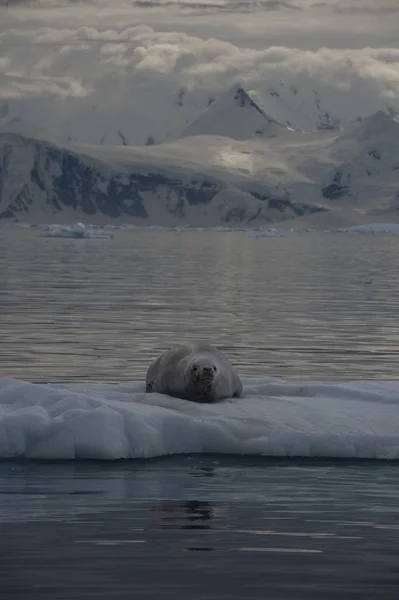 Buz akışına dayanan yengeç yiyen fok, Antarktika — Stok fotoğraf