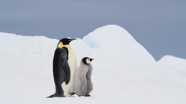 Imperatore Pinguino con pulcino in Antartide — Video Stock