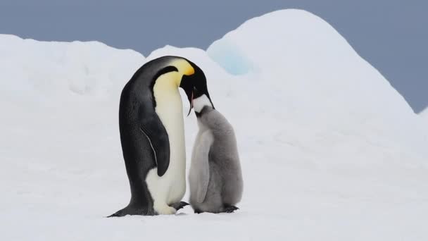 Pingvin császár csirkével az Antarktiszon