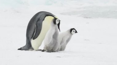 İki piliçle Antarktika'daki İmparator penguen
