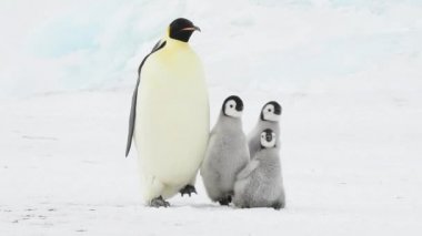 İki piliçle Antarktika'daki İmparator penguen