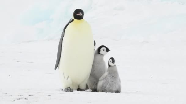 Keizerspinguïn met twee kuikens in Antarctica — Stockvideo