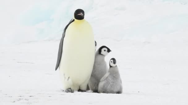Császár pingvin két csajok az Antarktiszon