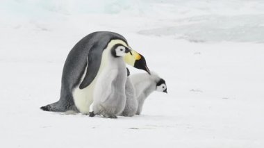 İki piliçle Antarktika'daki İmparator penguen
