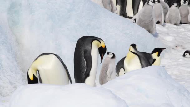 Імператор Пінгвіни з пташенятами в Антарктиді. — стокове відео