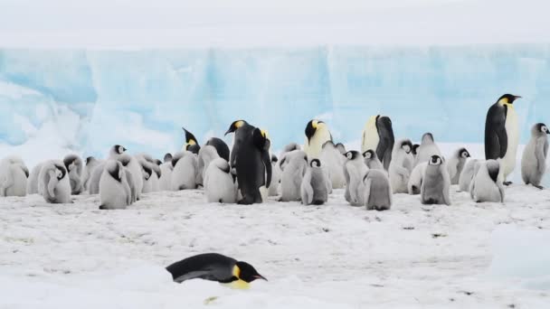 Kaiserpinguine mit Küken in der Antarktis — Stockvideo