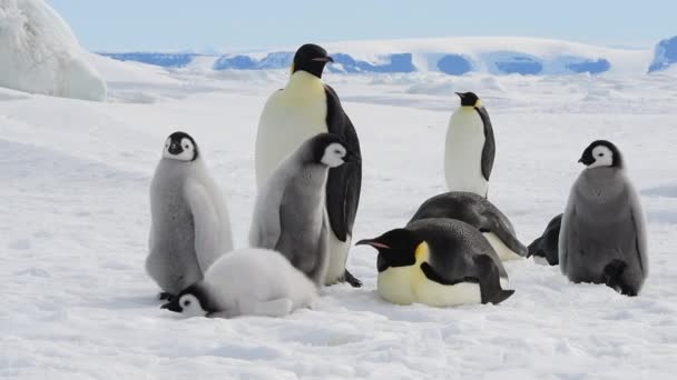 Imperador Pinguins com pintos na Antártida — Vídeo de Stock