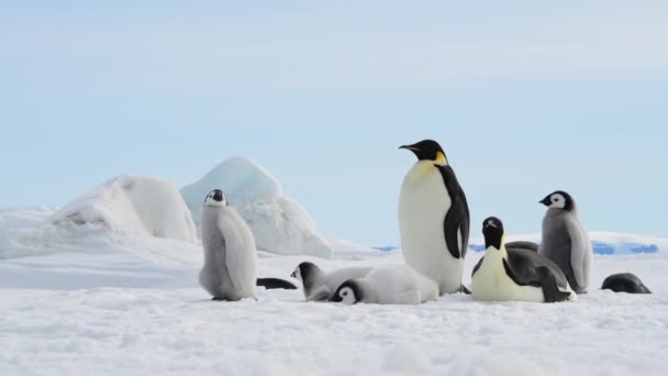 南極に雛がいるペンギン皇帝 — ストック動画