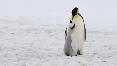 İmparator Penguen ve Antarktika 'da civciv