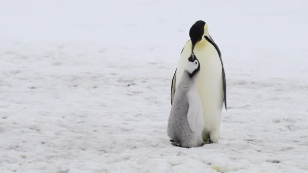 Kaiserpinguin mit Küken in der Antarktis — Stockvideo