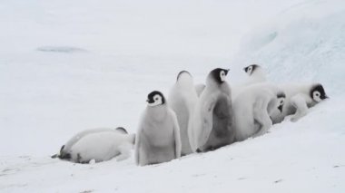 İmparator Penguen yavruları, Aptenodytes Forster, buzun üzerinde