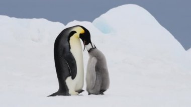 İmparator Penguen ve Antarktika 'da civciv