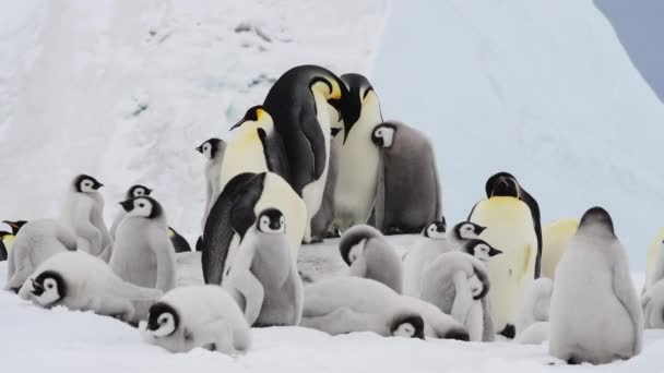 Imperador Pinguins com pintos na Antártida — Vídeo de Stock