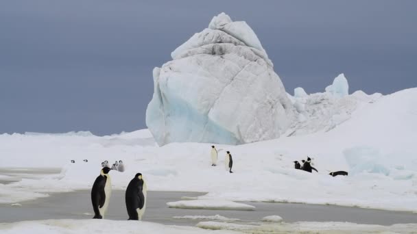 Imperatore Pinguini con pulcini in Antartide — Video Stock