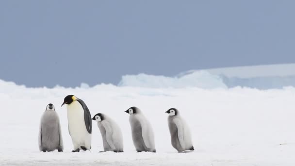 Emperador Pingüinos con polluelos en la Antártida — Vídeo de stock