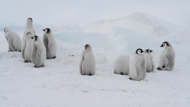 Pulcini pinguino imperatore, Aptenodytes forsteri, sul ghiaccio — Video Stock