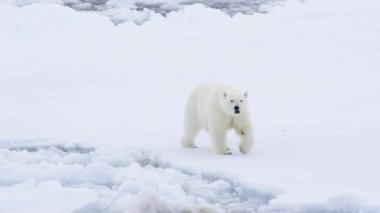 Kutup ayısı kutuplarda yürüyor.