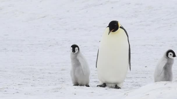 Kaiserpinguine am Schneehügel Antarktis 2018 — Stockvideo