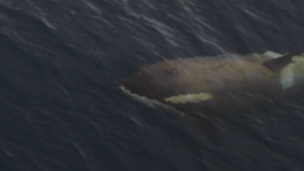 南極の赤ちゃんを持つ母親キラークジラ — ストック動画