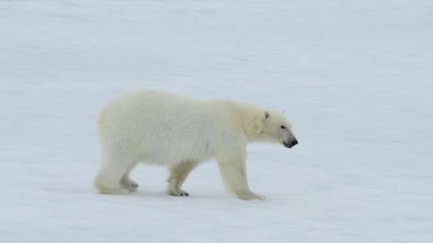 Beruang kutub berjalan di kutub utara. — Stok Video