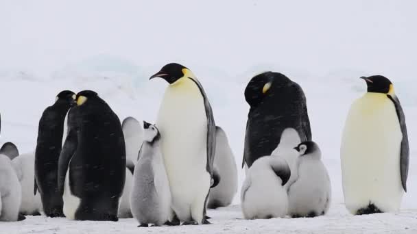 Pingüinos Emperadores en Snow Hill Antarctica 2018 — Vídeos de Stock
