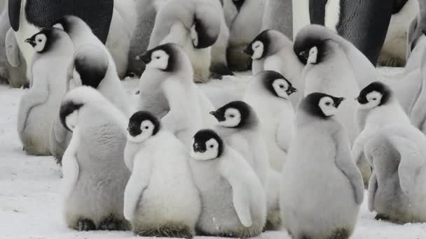 Pinguins Imperador pintos em Snow Hill Antártica 2018 — Vídeo de Stock