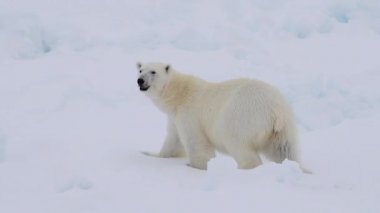 Kutup ayısı kutuplarda yürüyor.